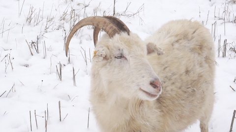 Closeup of a goat that eats dry grass on a snowy field.
