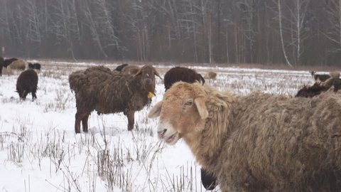 A close-up of a sheep who eats dry grass. On a snowy field. Winter pasture