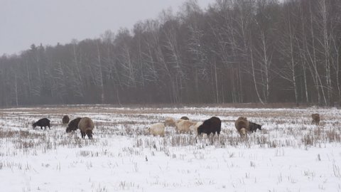 A flock of sheep in winter eats dry grass on a snowy pasture.