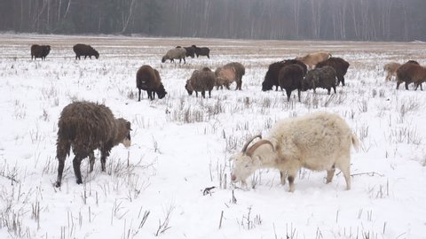 A flock of sheep in winter eats dry grass on a snowy pasture.