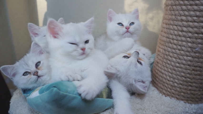 Many kittens rest on a pillow, snuggling together, and two of them play and bite.