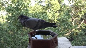 A thirsty pigeon (Columba livia domestica) drinking water from a terracotta birdbath kept by the window, against the background of a mango tree.