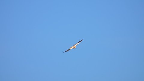 Egyptian Vulture Bird (Neophron percnopterus) Flying against Clear Blue Sky Hovering Over Earth Looking for Prey. Wildlife Fauna and Birdwatching in Oman, Middle East. Slow Motion