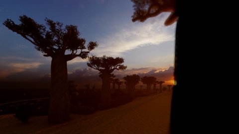 Alley with baobab trees and birds silhouettes at sunset