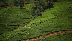 video people work on mountain tea plantations in Sri Lanka.