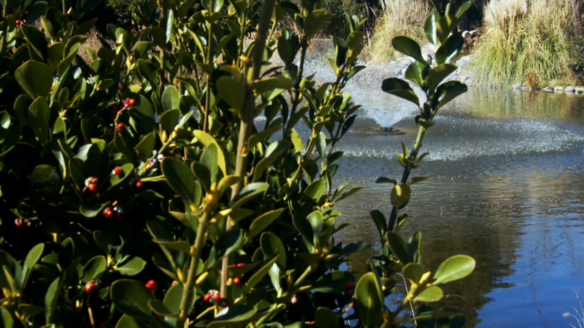 Fountain in Lake in Green Nature