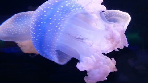 jellyfish swims in blue ocean sea, dangerous poisonous jellyfish, Tenerife, Canary Island, slow motion