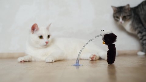 Funny pet cat plays with a toy on the floor. White pet cat, big yellow eyes. 
Hunting and releasing claws, jumping. In the background, a gray striped cat is watching her.