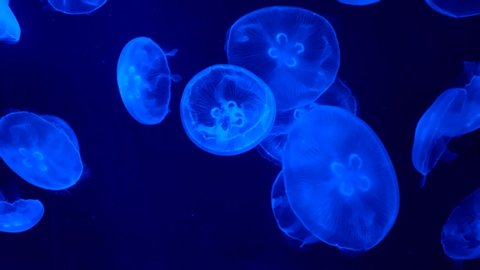 videos of Water jellyfish aquarium