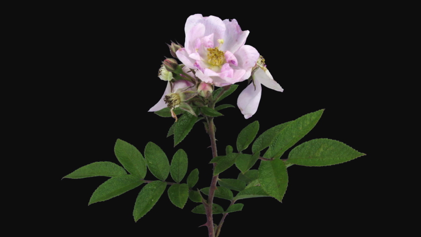 Time-lapse of dying pink wild rose (Rosa rubiginosa) 5b3 in RGB + ALPHA matte format isolated on black background. Many little fruit flies can be seen on such plants
 Royalty-Free Stock Footage #1047262960