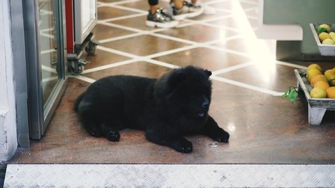 A dog of the Chow Chow breed lies on the floor.