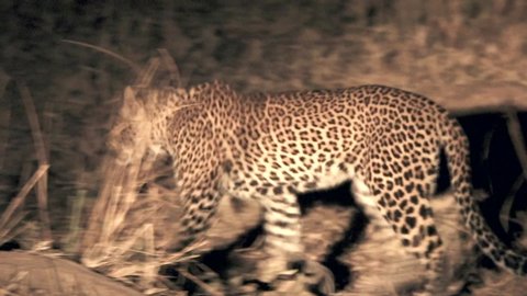 Wild leopard walking in the bush at night illuminated with car lights