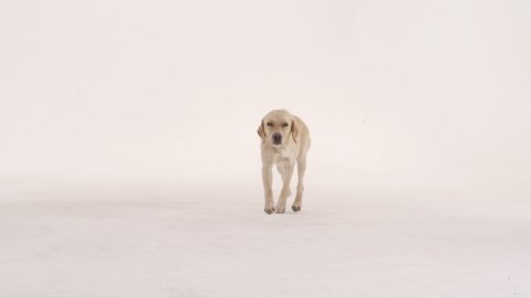 Labrador retriever walking to camera 3K 150FPS