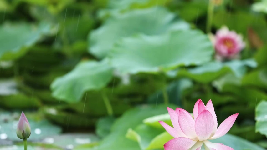 The rain falling to the lake; blooming lotus flowers and leaves swaying gently in the wind Royalty-Free Stock Footage #1047266428