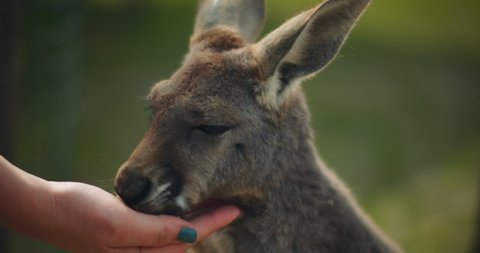 Little eastern grey kangaroos eating from a person's hand with green bokeh background, close up, shallow depth of field, BMPCC 4K