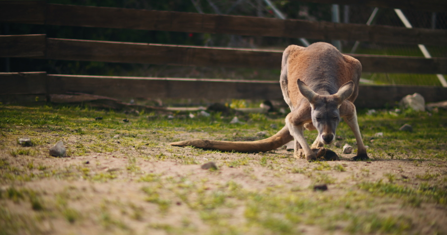 adult red kangaroo lying down on: стоковое видео (без лицензионных платежей...
