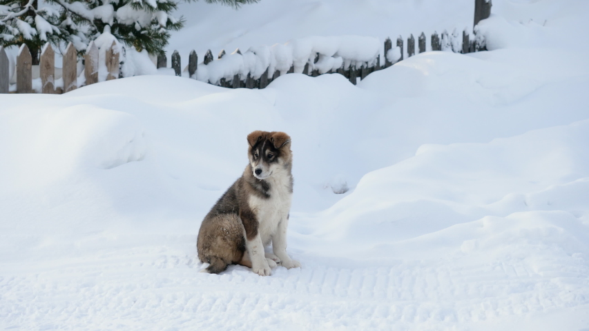 Puppy of West Siberian Laika. The young hunting purebred dog sitting on the snow in siberian village and calmly looking around. Russia. 4K