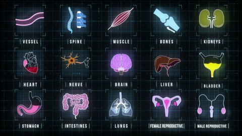 Anatomy HUD screen with animated icons of human organs. brain, spine, muscle, bone, kidney, vessel, heart, nerve, liver, bladder, stomach, intestines, lungs, reproductive systems.