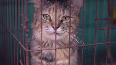 Cat. Red cat. The Shelter. In the cage. Beautiful cat.