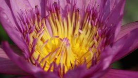 Footage of yellow pollen of purple blooming lotus or water lilly flower in the outdoor pond with sunlight.