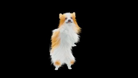Dog Dance CG fur 3d rendering animal realistic composition, 3d mapping, cartoon, Animation Loop, With Alpha Channel