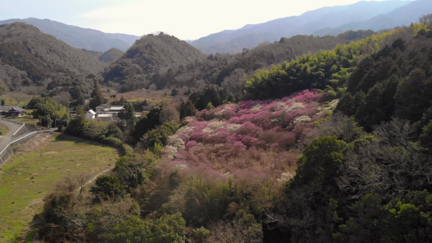 japan shikoku kagawa mitoyo spring    beautiful umebayashi