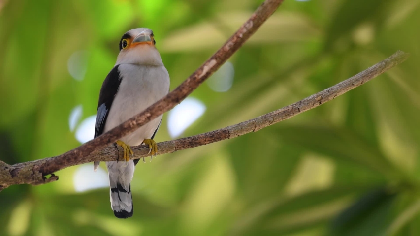 The Silver-breasted Broadbill is a famous bird in Thailand, both local and international; comical and ridiculously coloured bird, plus the bill that is so broad, it is an amusing bird to watch. Royalty-Free Stock Footage #1047291064