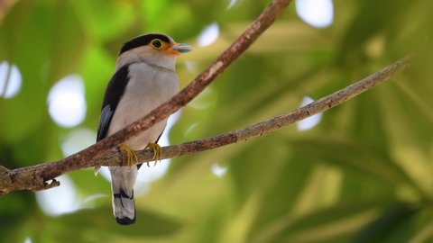 The Silver-breasted Broadbill is a famous bird in Thailand, both local and international; comical and ridiculously coloured bird, plus the bill that is so broad, it is an amusing bird to watch.