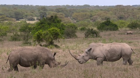 White rhinos confrontation in bushland, medium shot