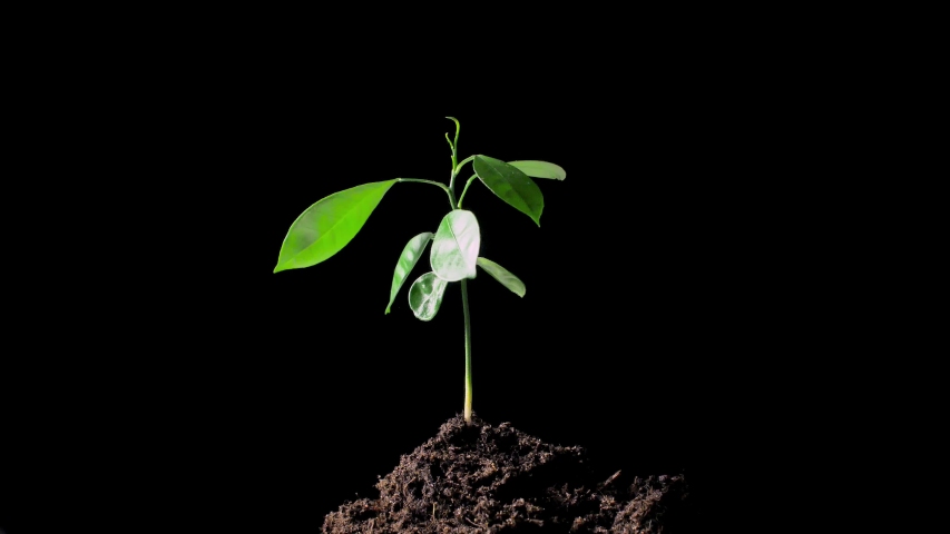 A green sprout growing out of the ground