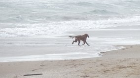 4K video A young brown brown dog of breed Spaniel runs playing on the seashore.