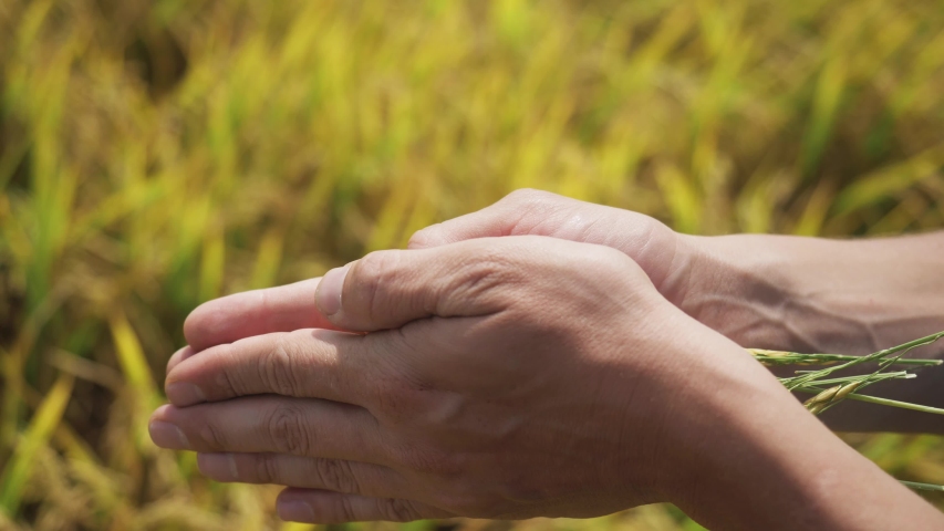 Hands of farmer holding ripe rice ears. Harvest rice in Asia. Hunger problem, malnutrition, drought, loss of harvest, conflicts, war.  Paddy crop, paddy background field. humanitarian crisis concept Royalty-Free Stock Footage #1047304057