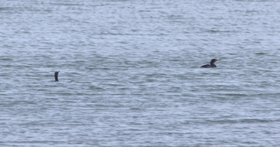 Green Heron Diving for Fish image - Free stock photo - Public Domain ...