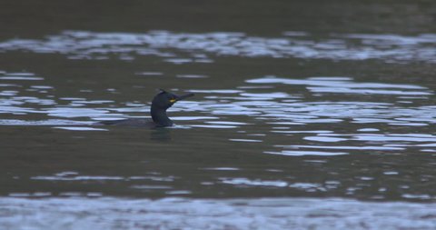Shag cormorant water bird dives underwater slow motion close up