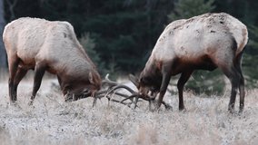 Elk fighting in Banff National Park, Canada Video Clip in 4k