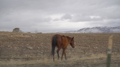 Horse grazing in winter mountain field