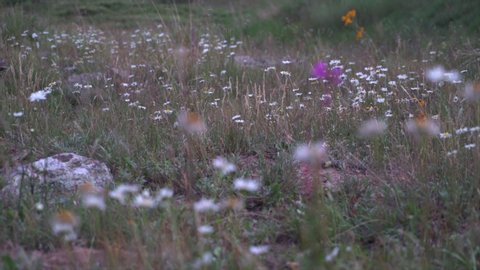 Close up of wildflowers in meadow