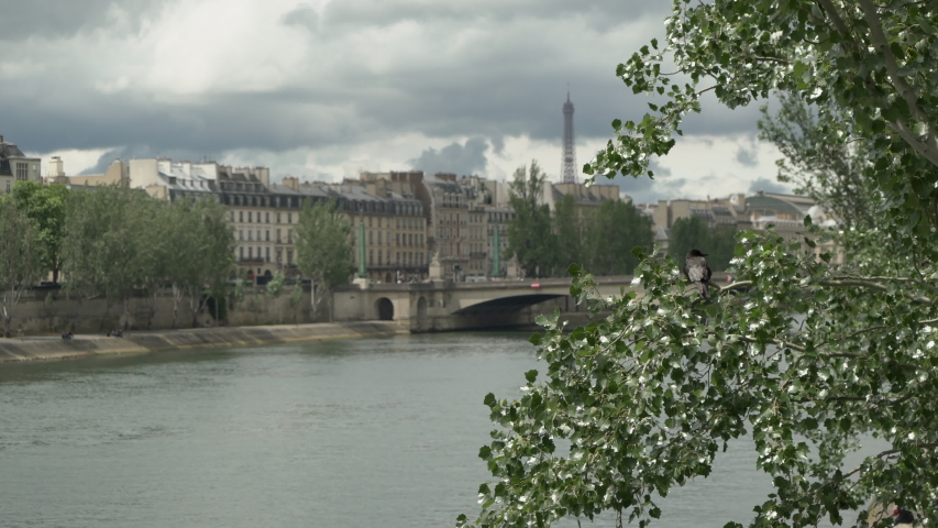 Bird perched on tree along river in Paris
