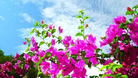 Bộ sưu tập Bougainvillea stock footage sẽ đưa người xem vào một hành trình đầy màu sắc, nơi họ có thể chiêm ngưỡng vẻ đẹp của loài hoa này với đủ các màu sắc rực rỡ.