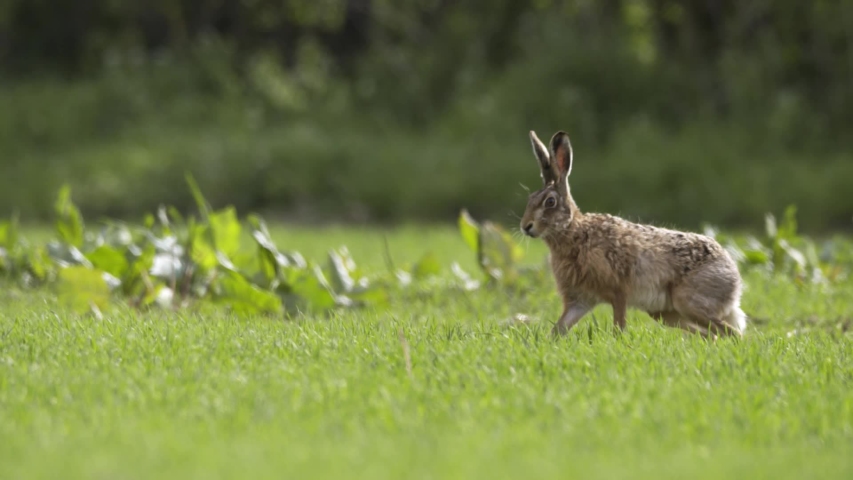 Fast running European Wild Rabbit (Oryctolagus cuniculus) Royalty-Free Stock Footage #1047309766