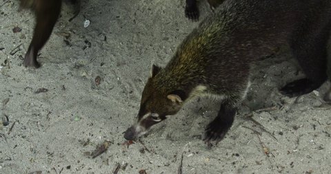 Coati (lat. Nasua narica) - a mammal from the genus nosuch family of raccoons. 