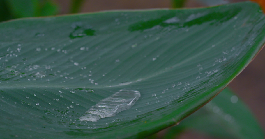 Closeup of green foliage with dewdrops. Red camera.
