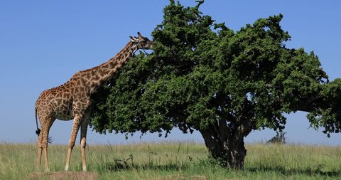 A Giraffe eats in the savannah