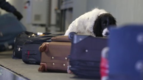 Border dog on a conveyor belt at the airport. Border dog sniffing bags of passengers and looking for drugs and explosives in luggage cargo area. Border dog searches for drugs in baggage. Closeup video