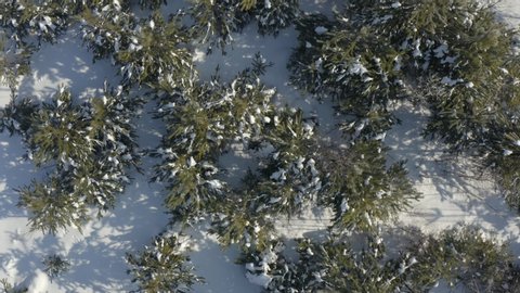 Aerial view of a frozen forest with snow covered trees at winter. Flight above winter forest , top view
