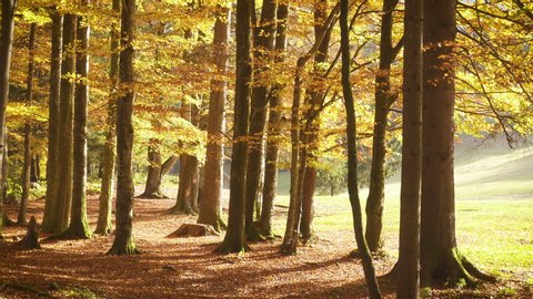 Forest Bird Walk With Scenic Views