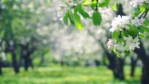 Blooming apple tree branch against beautiful blur spring orchard background. Natural frame. Slow motion. Scenic landscape view. Templates texture. Free place for text. Floral design.