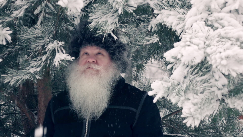 Senior man stands under snow-covered pine tree in snowfall. Closeup outdoors portrait in slow motion. Cheerful grey-haired bearded person.