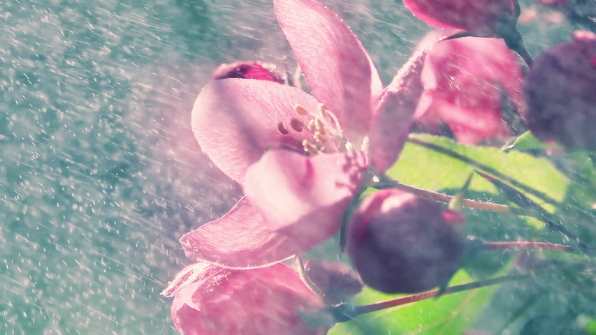 Blooming purple apple tree branch under the heavy rain with sun. Slow motion shot. Natural lighting. Romantic fresh floral background at early morning hours. Royalty-Free Stock Footage #1047326317
