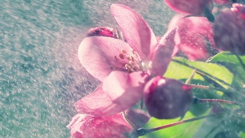 Blooming purple apple tree branch under the heavy rain with sun. Slow motion shot. Natural lighting. Romantic fresh floral background at early morning hours.